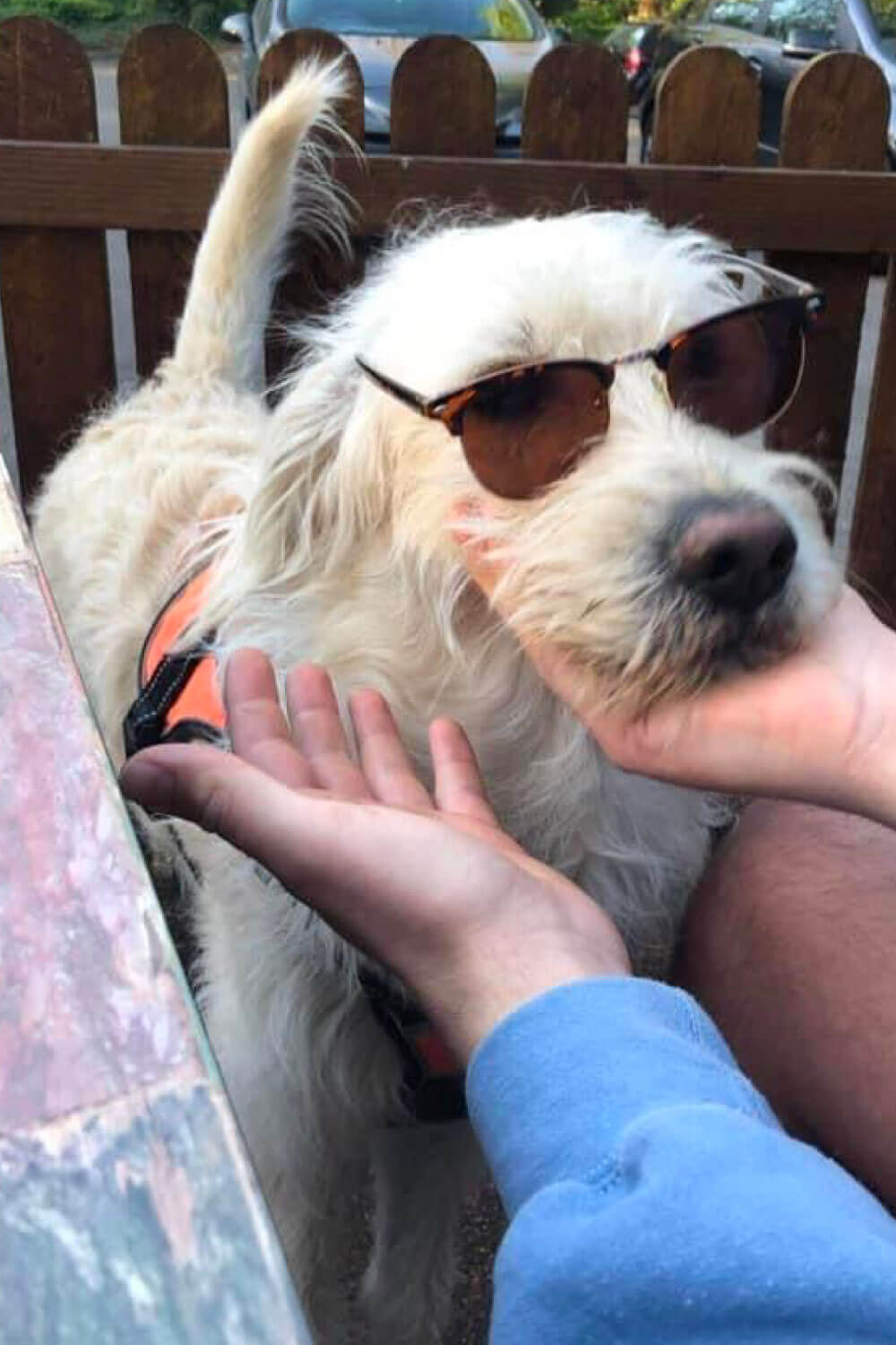 White dog wearing sunglasses being petted by a hand, sitting near a wooden fence.