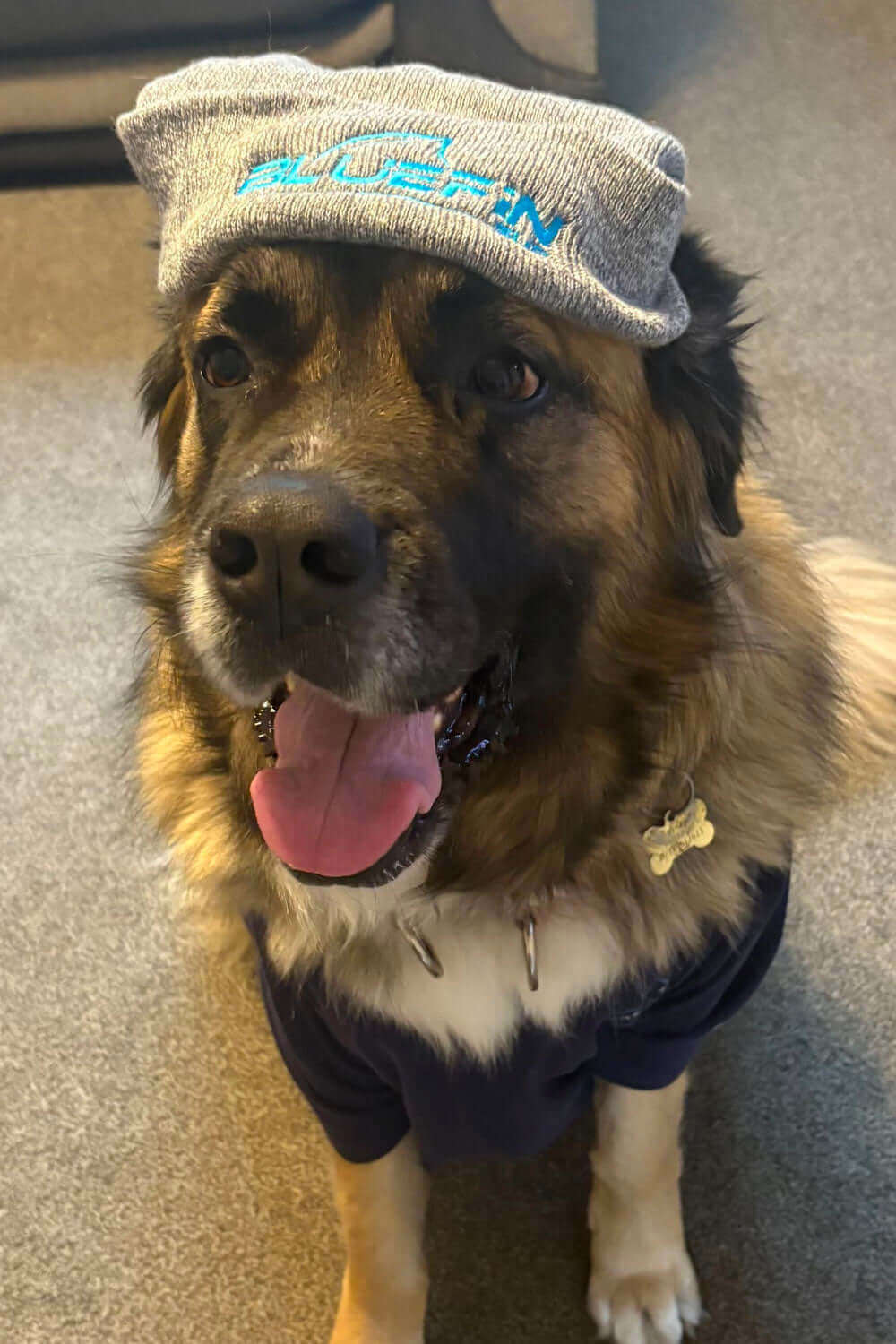 Dog wearing a gray beanie with "BLUEFIN" text, sitting on a carpet with a happy expression.