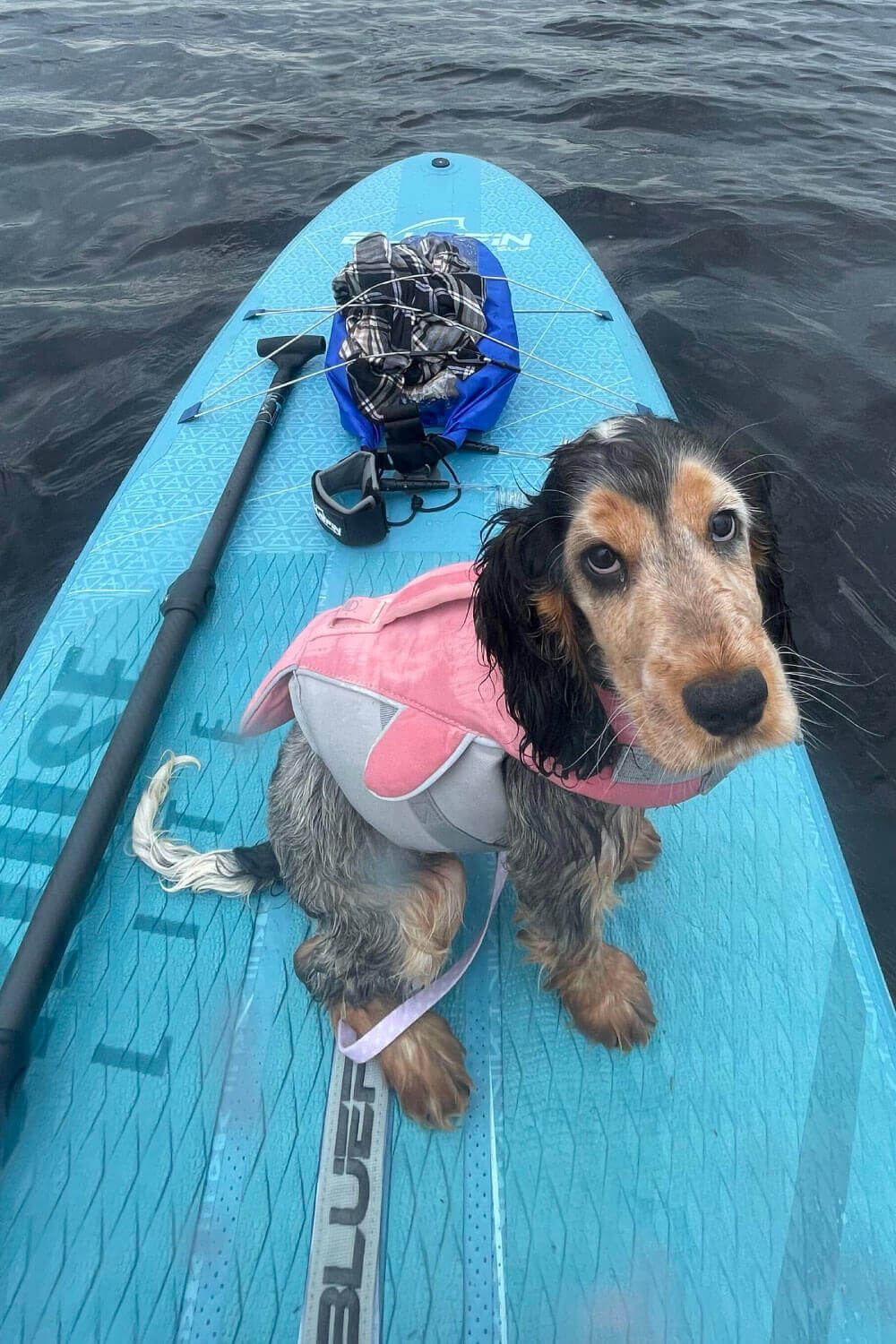 Dog in a pink life jacket sitting on a blue paddleboard with gear and water in the background